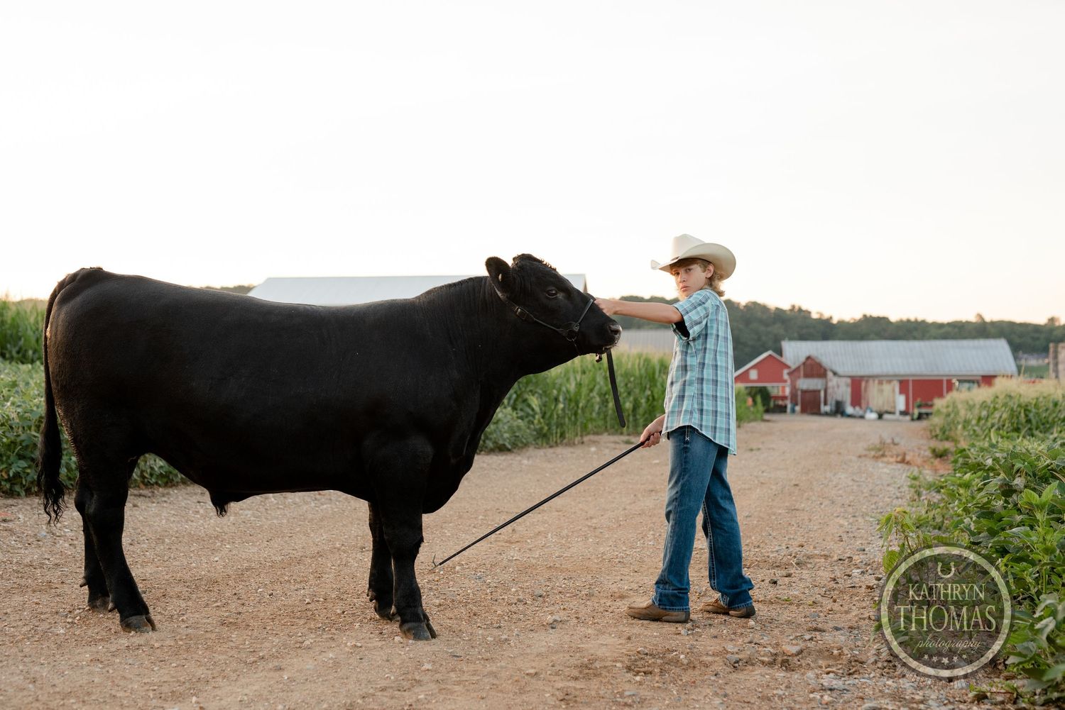 A black show steer stands with its handler on a dirt path next to green fields and a red barn in the background.