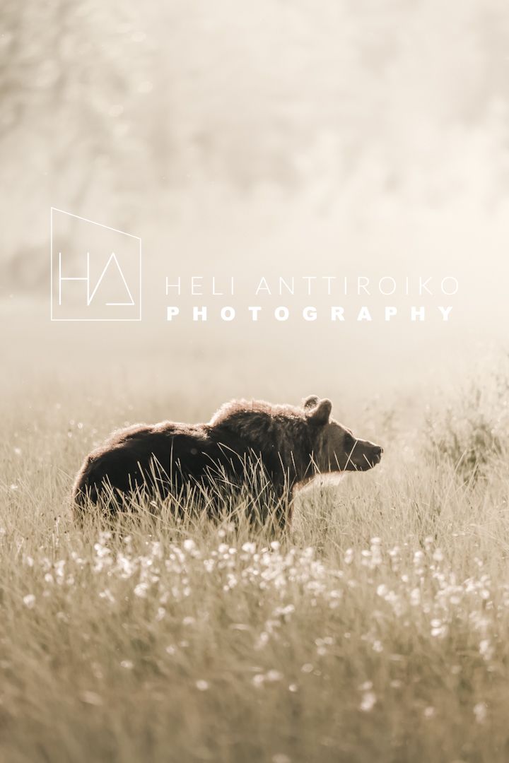 Morning fog and bear