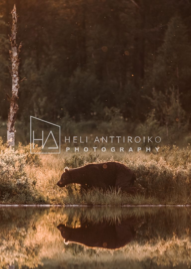 Bear reflection