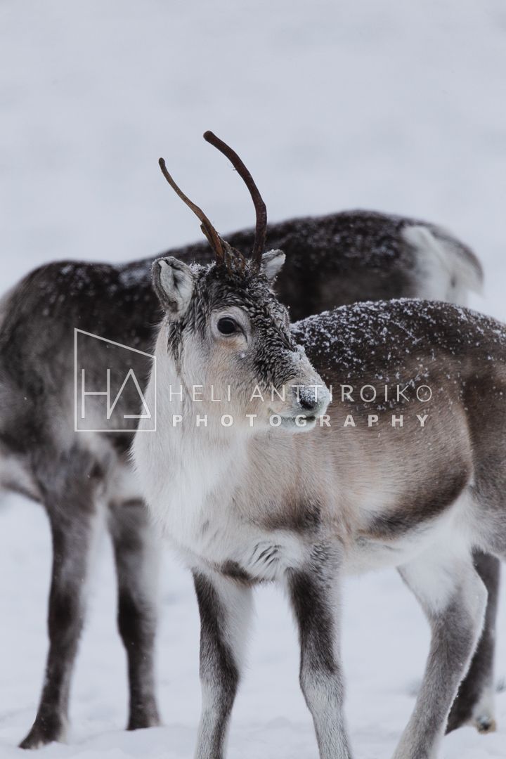 Reindeer