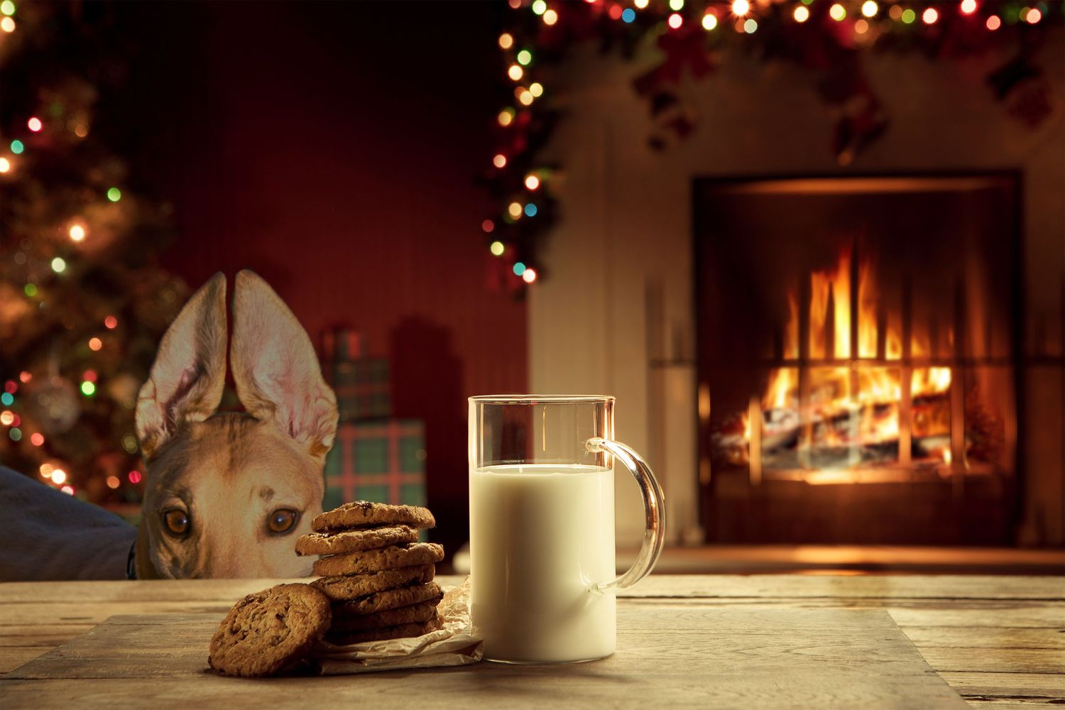 fawn greyhound peering over table, looking at cookies and milk. Fireplace and christmas lights in background.