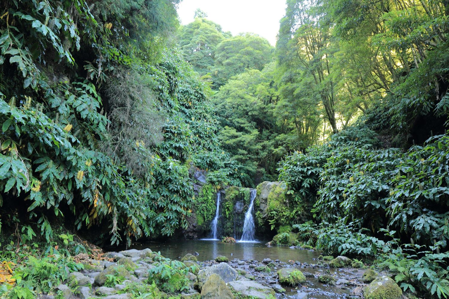 Small waterfall flows through dense tropical foliage and rocks in a peaceful forest setting.