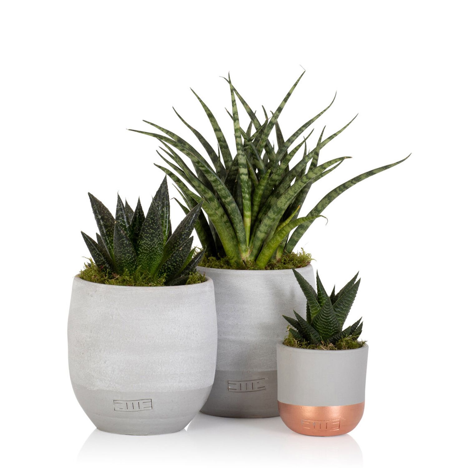 Three concrete planters of varying sizes containing succulents and aloe plants with copper accent base.