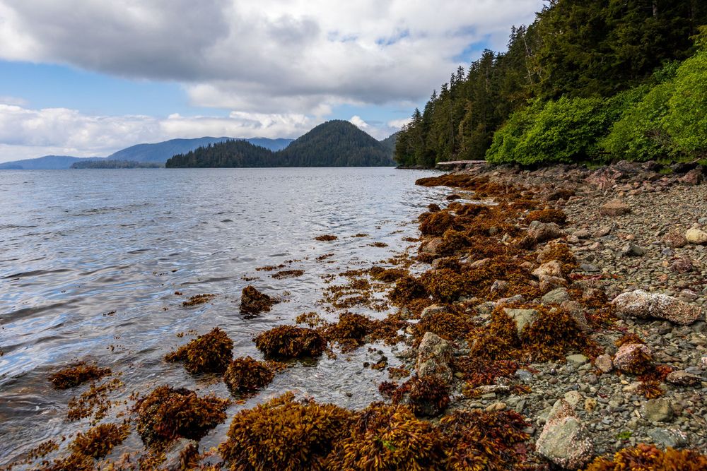 Sitka Shoreline
