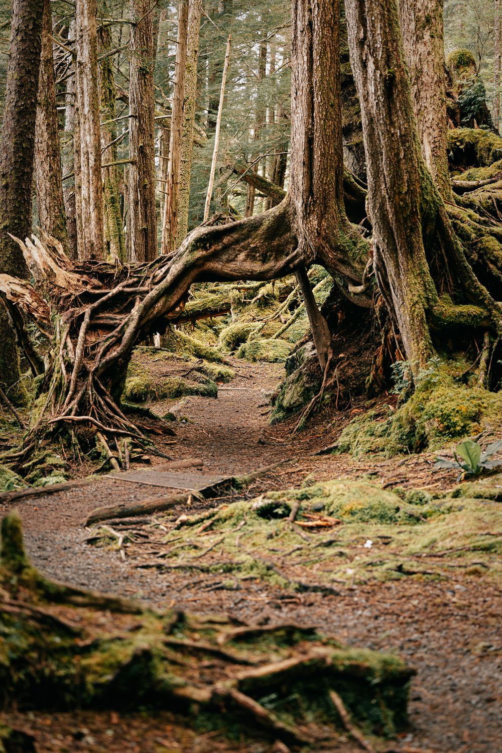 Tongass