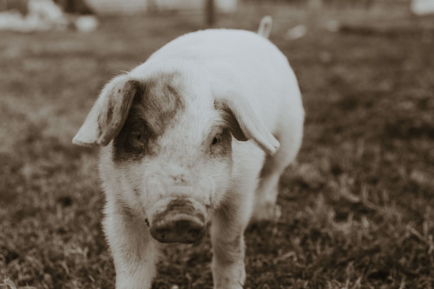 Dirt covered pig in black and white
