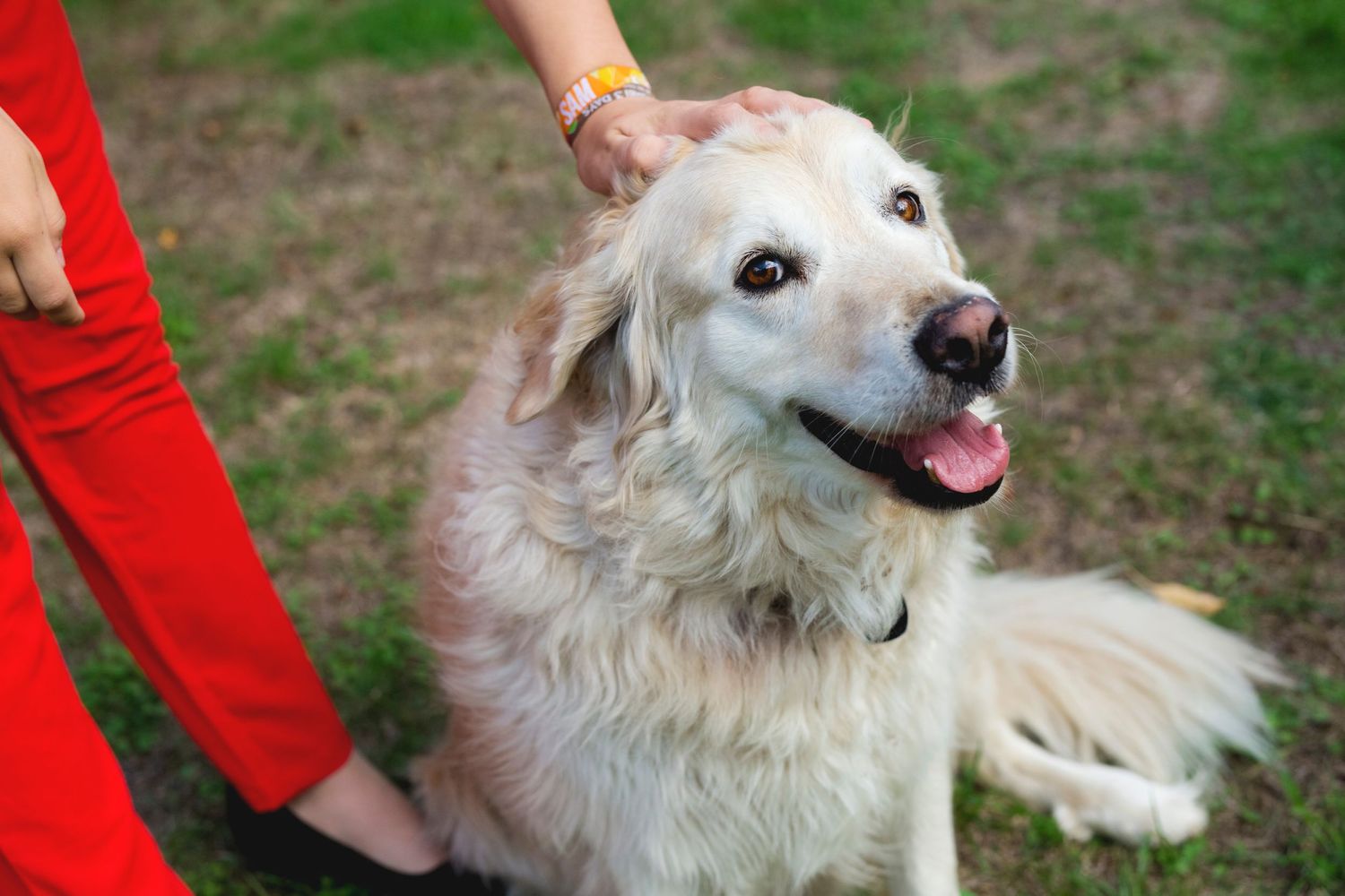 Happy golden retriever with tongue out being pet while wearing a collar outdoors.