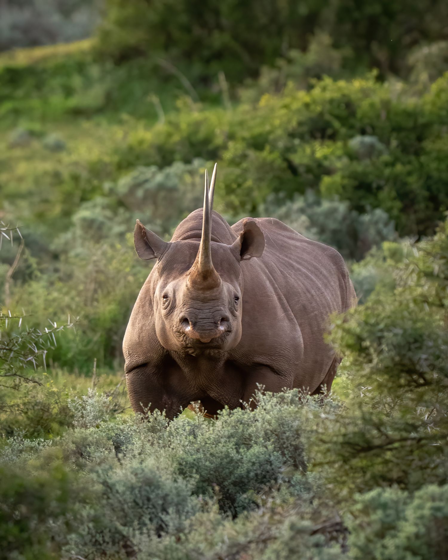 Group of white rhinos grazing among green shrubs in African savanna.