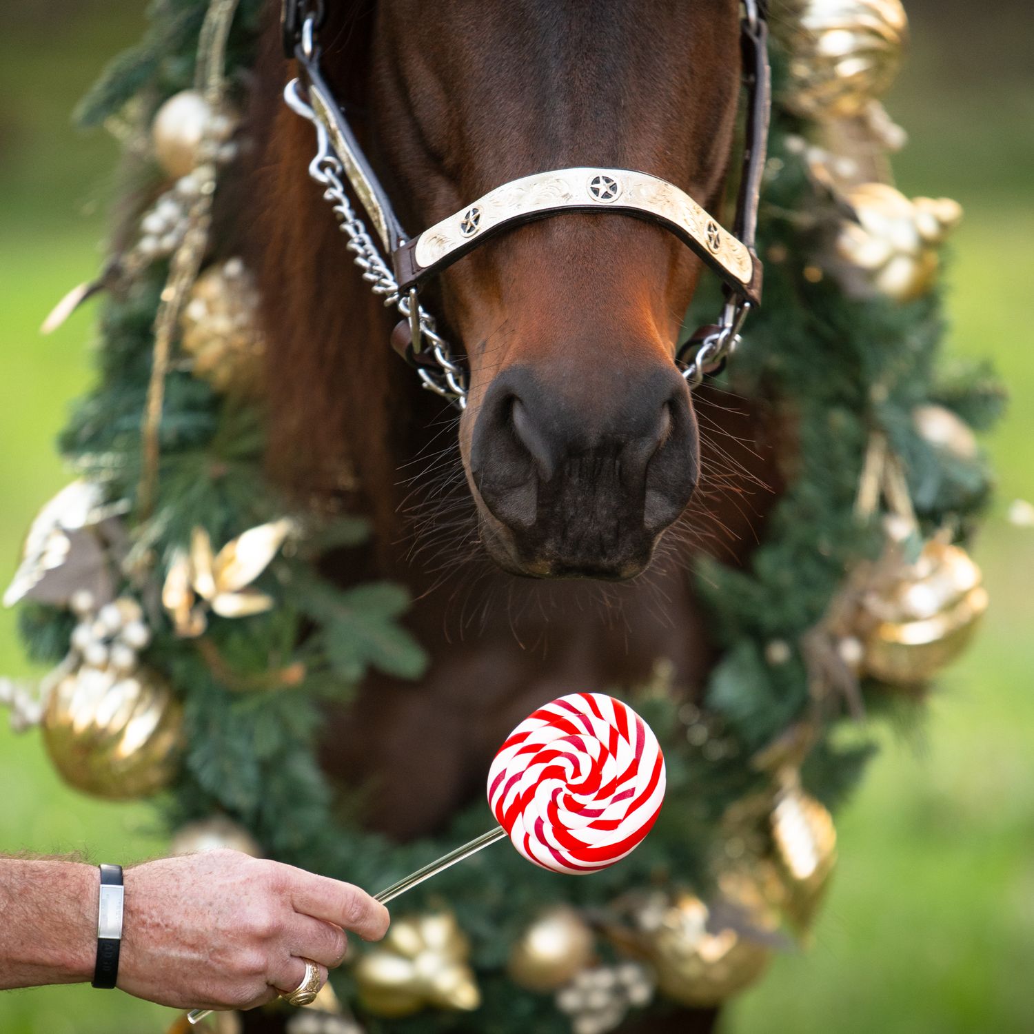 Close-up of a brown horse wearing a wreath and being offered a red and white swirled lollipop.