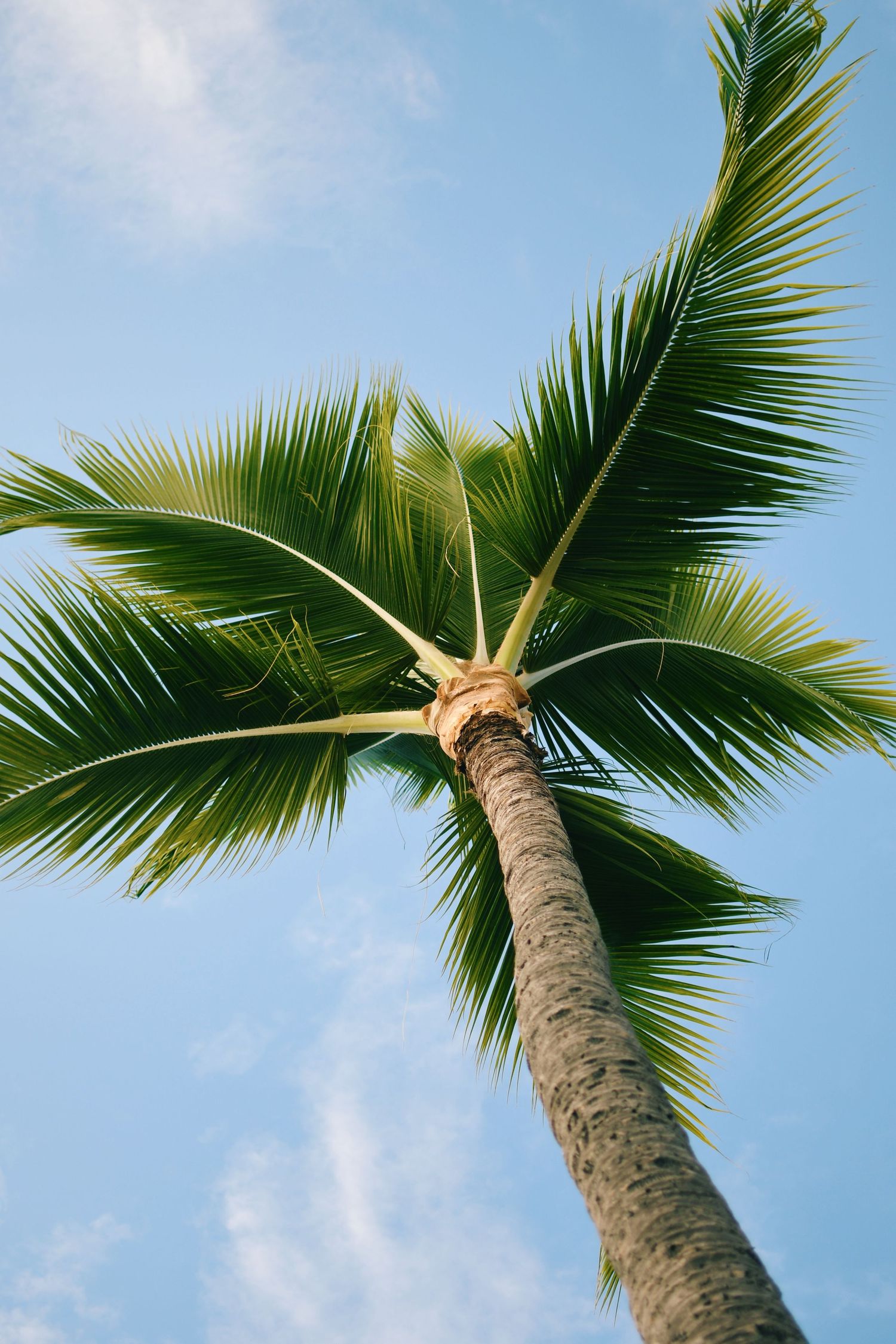 Low angle view of a tall palm tree with green fronds against a blue sky.
