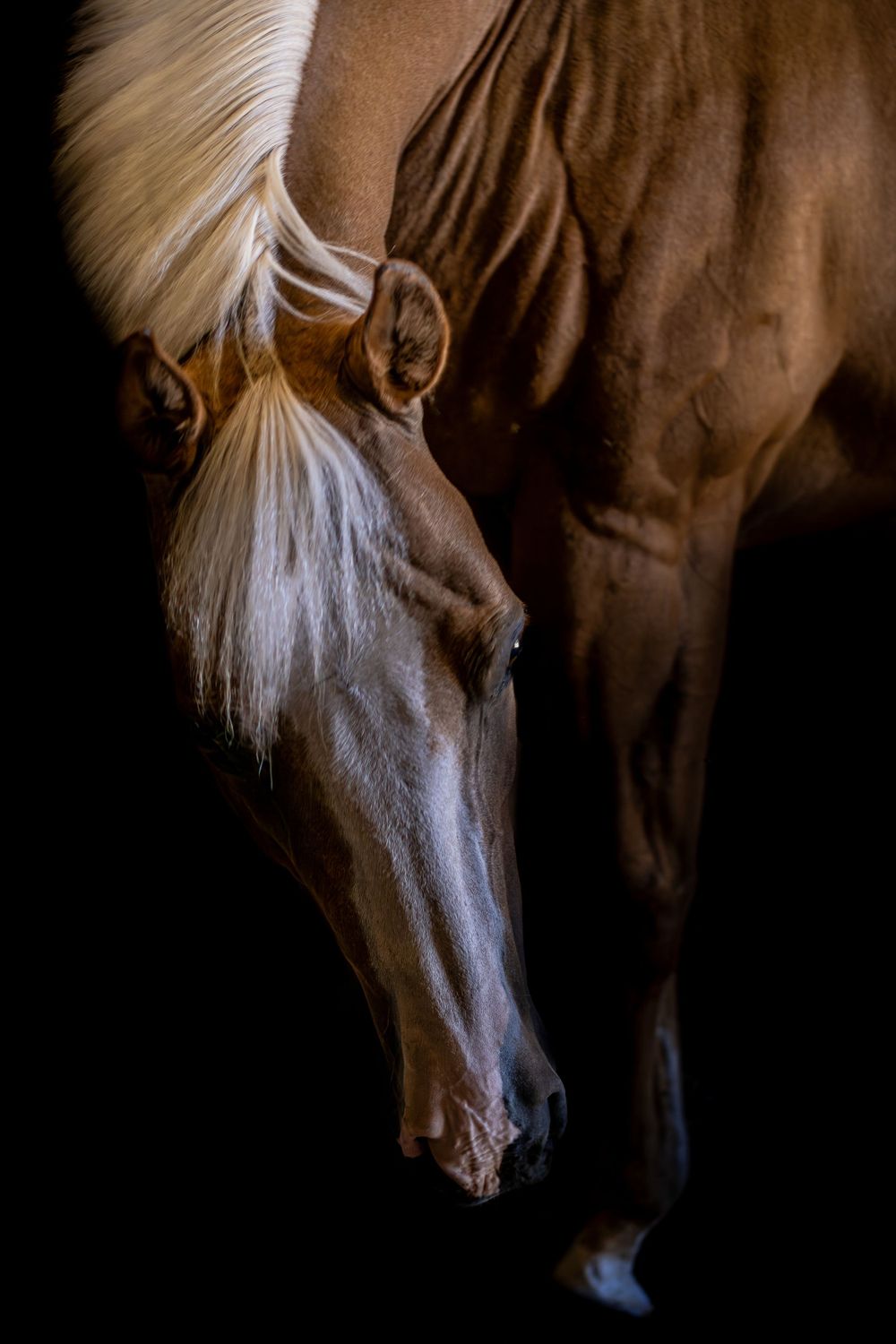 Elegant palomino horse with white mane photographed against dramatic dark black background.