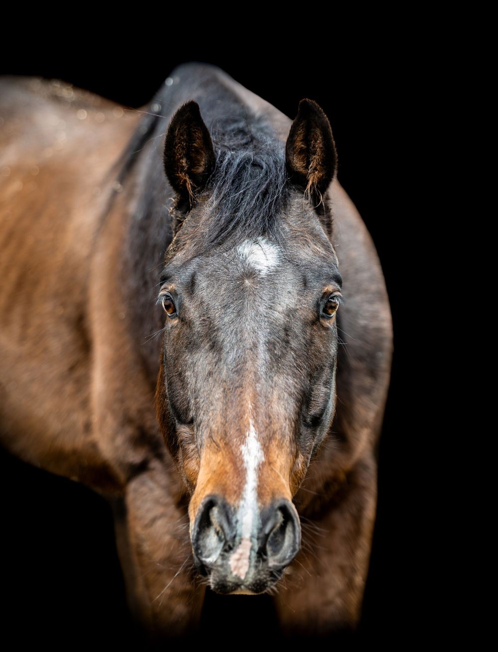 Close-up portrait of a dark bay horse with a white blaze against a black background.