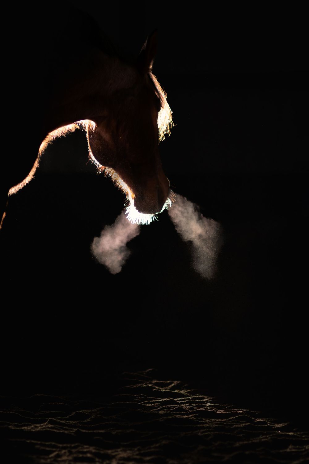 A horse exhales a visible breath of steam in dramatic backlit darkness creating a striking silhouette.