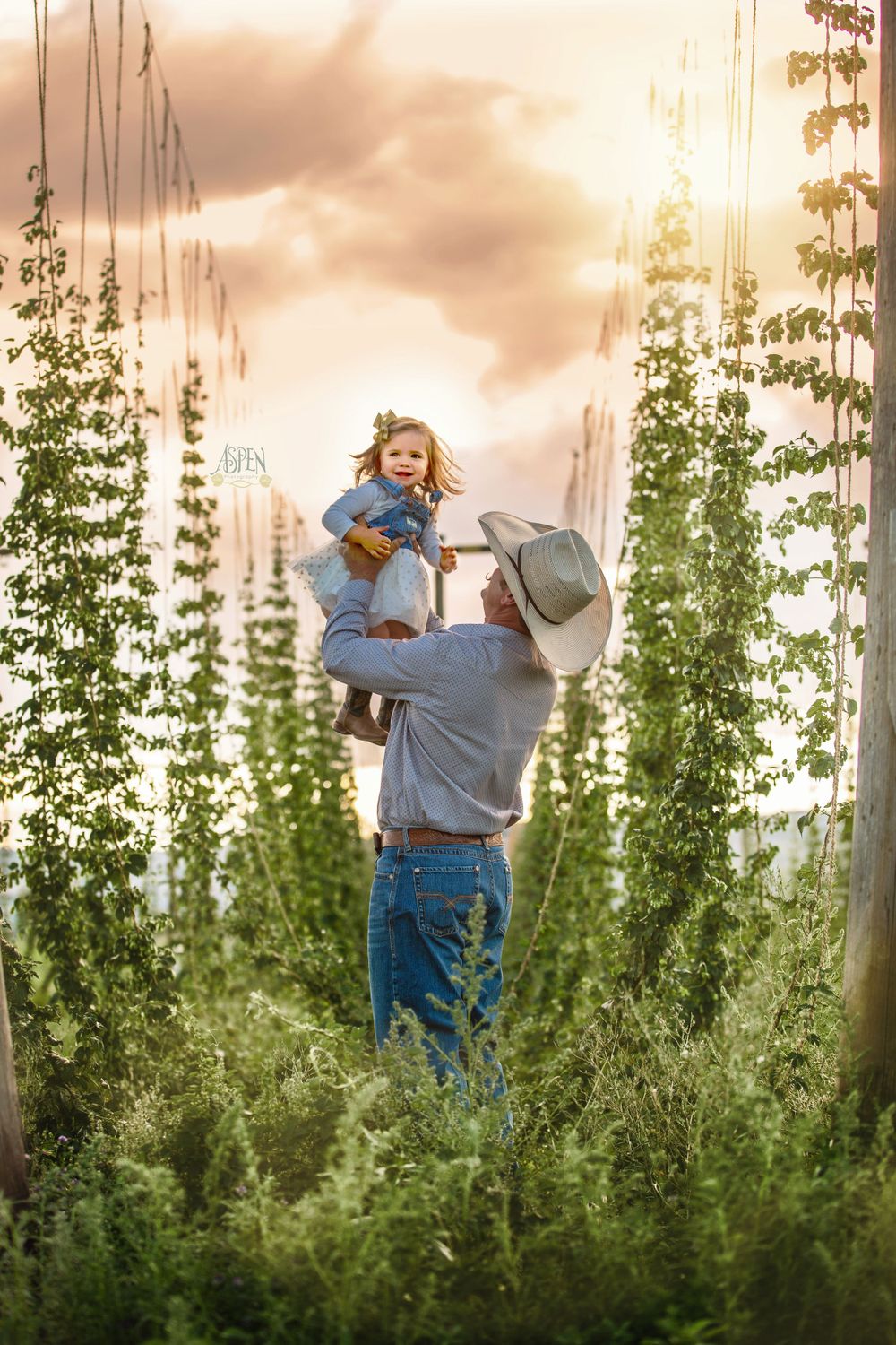 Father lifting young daughter in hop field at golden sunset on farm.