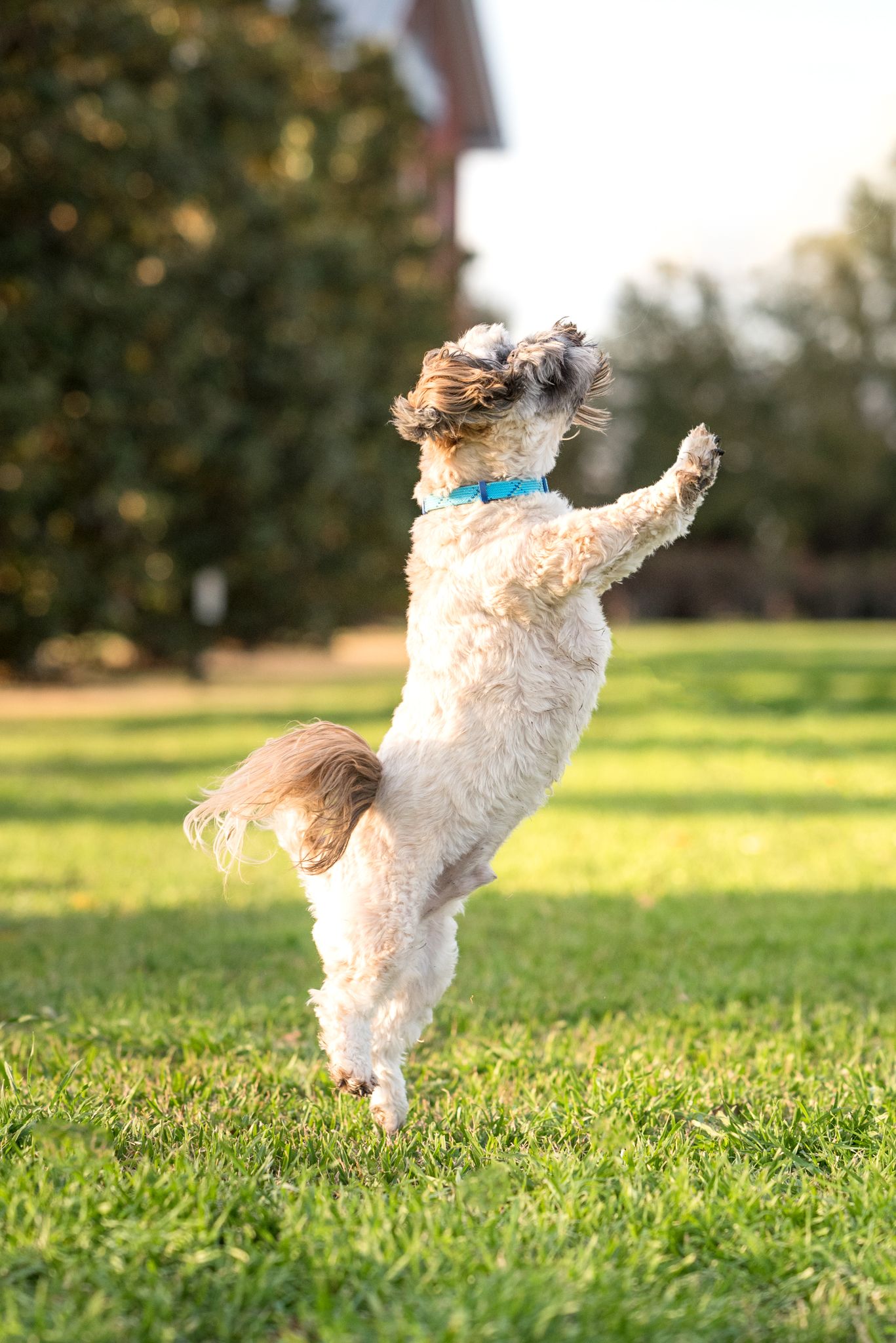 lhasa apso dog jumping up