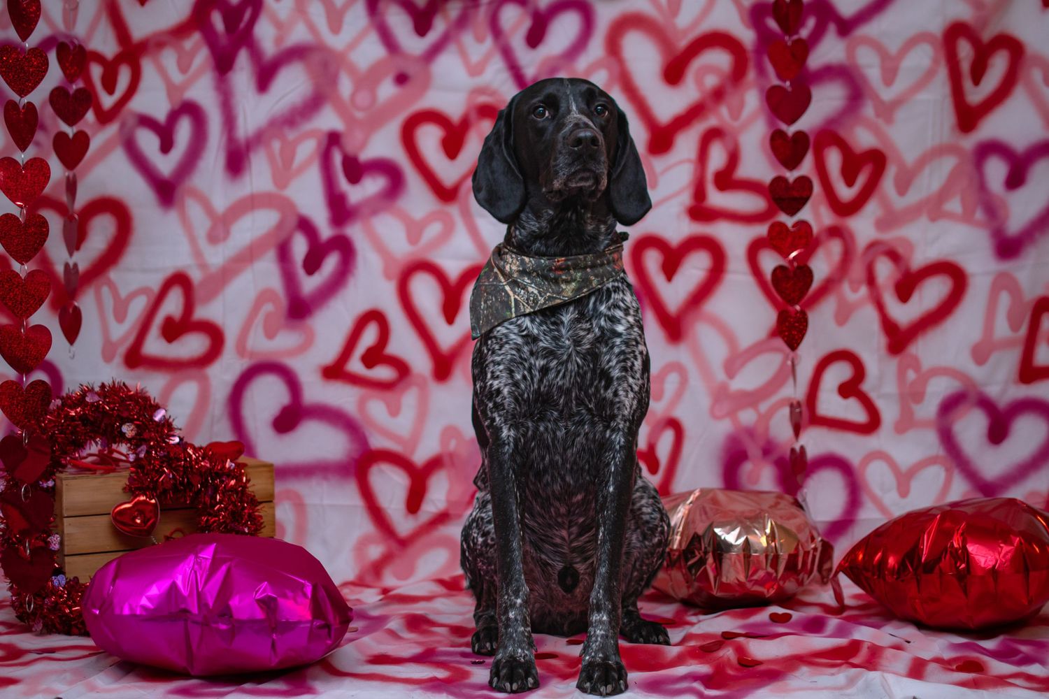 A black dog poses against a red and pink heart-patterned backdrop with Valentine's Day decorations.