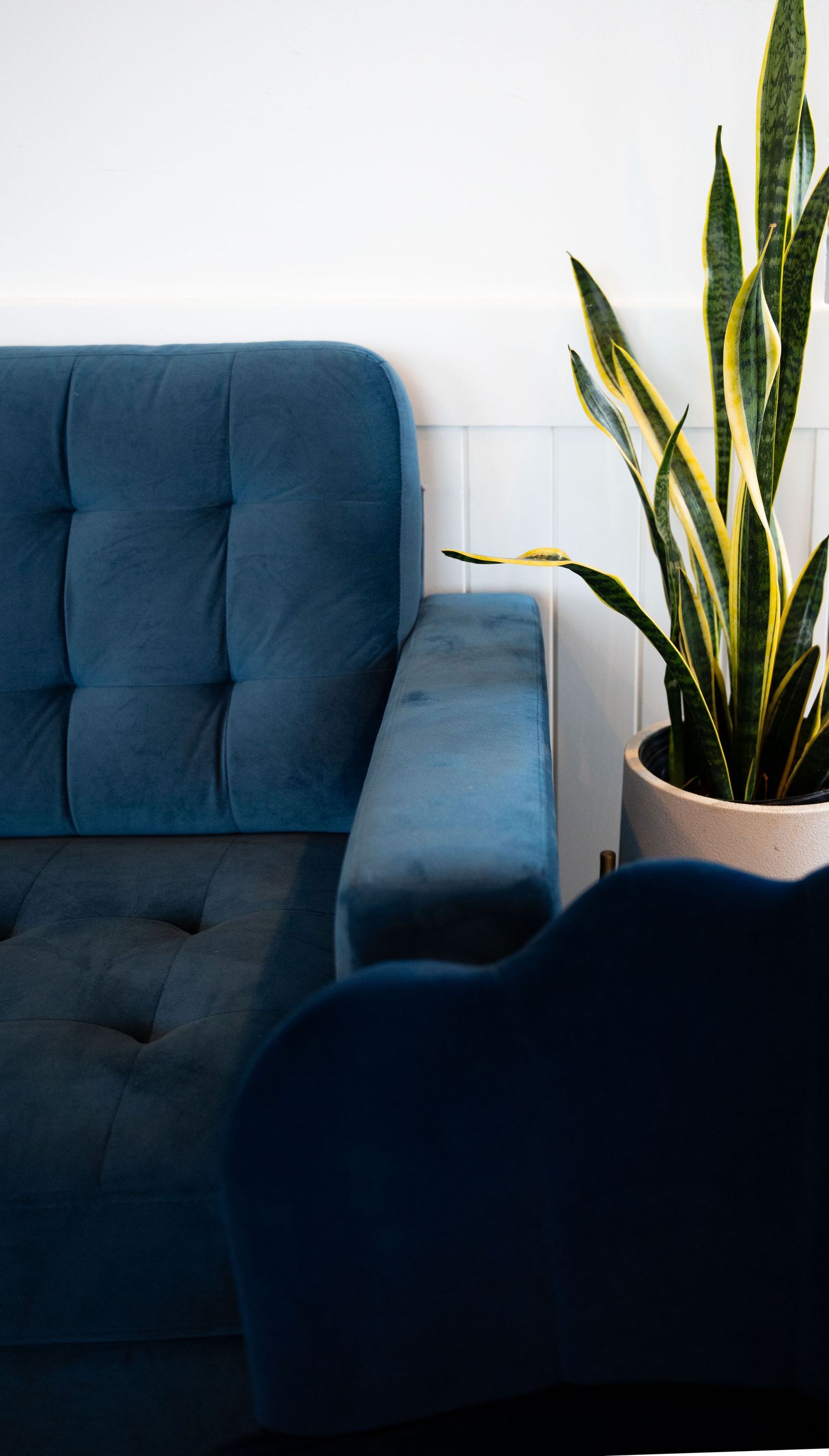 Modern blue tufted couch with snake plant decor against white wall.