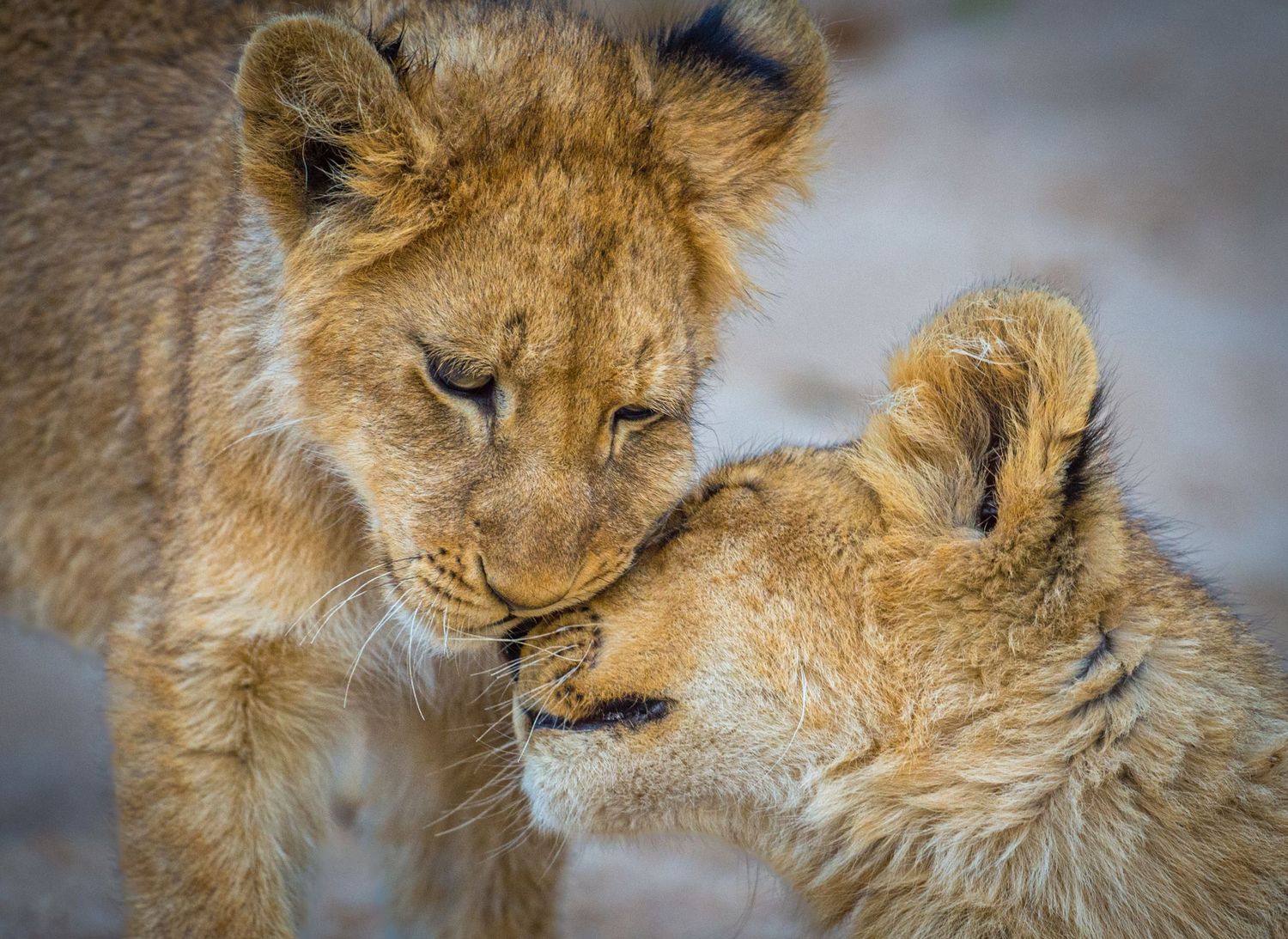 lion cubs nuzzling