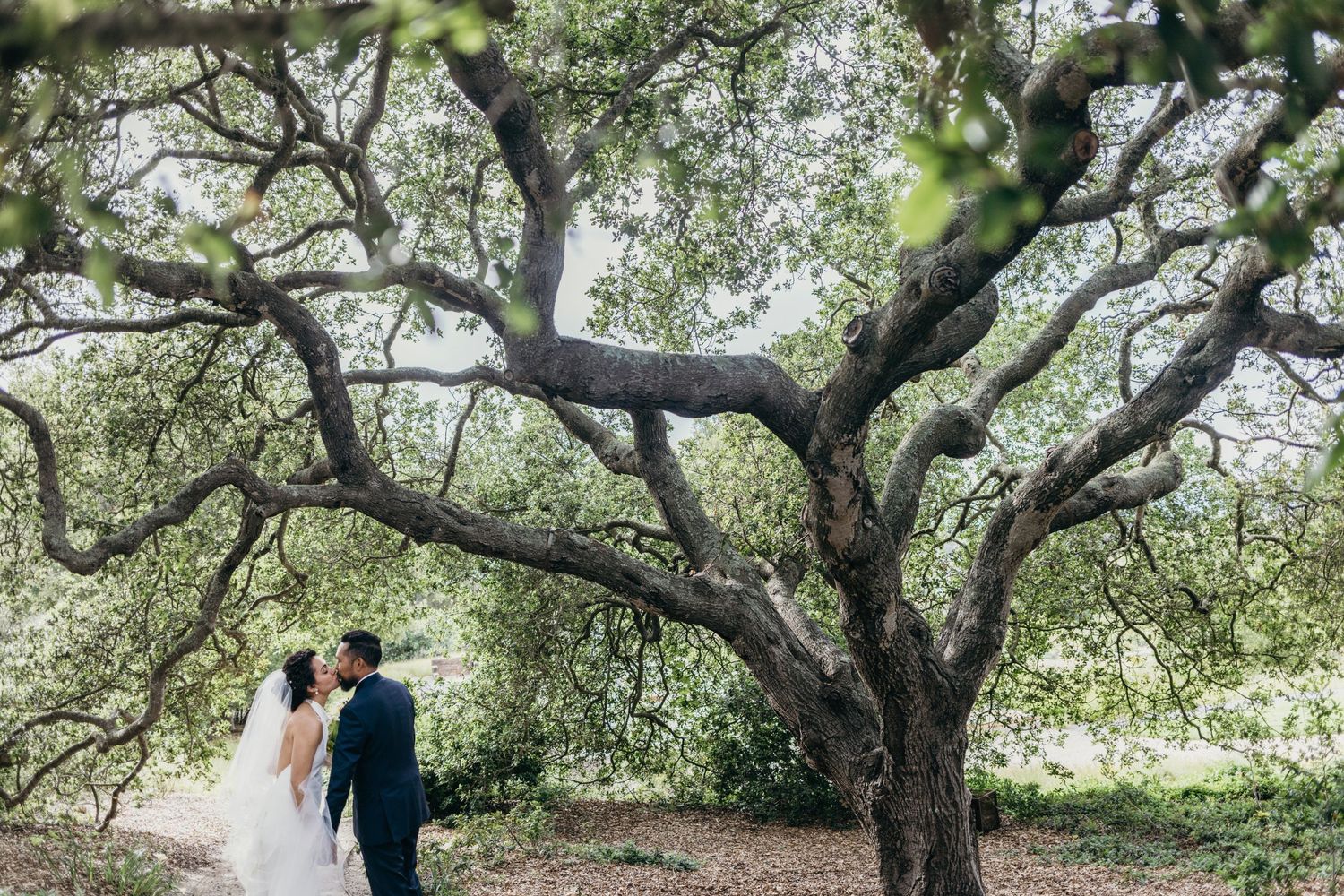 Romantic wedding portraits captured under sprawling oak trees in natural lighting.