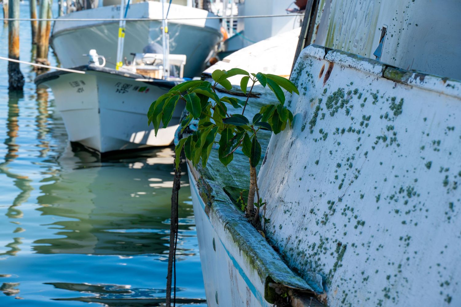A weathered white boat hull with green foliage growing alongside it in a marina.