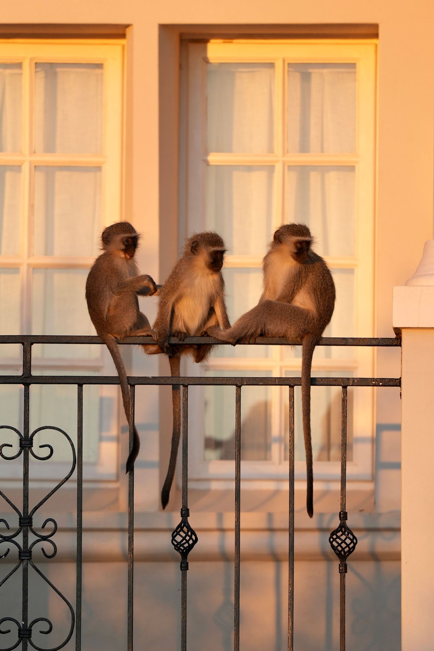 Monkeys sitting in a row on a balcony railing at sunset.