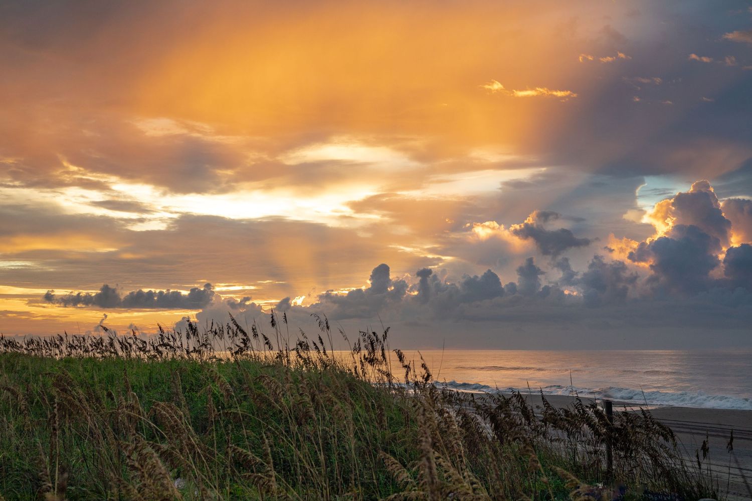 Dramatic orange sunset over beach with silhouetted sea grasses in foreground.