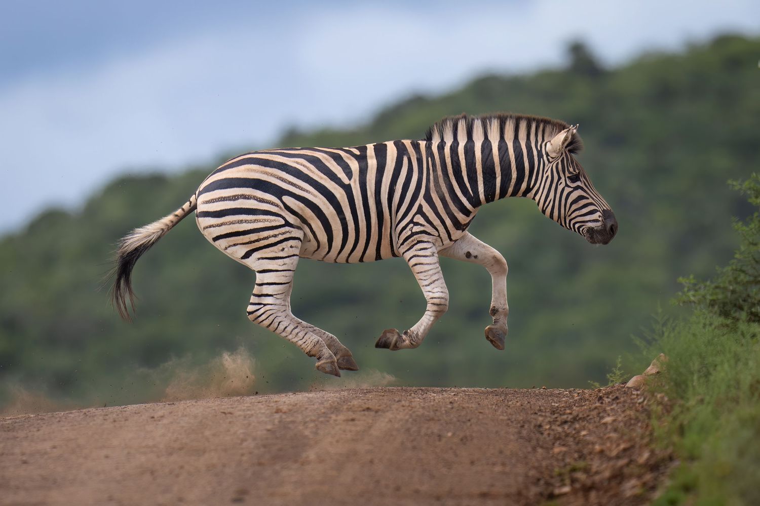 Zebras leaping and running across an elevated dirt path in African savanna.