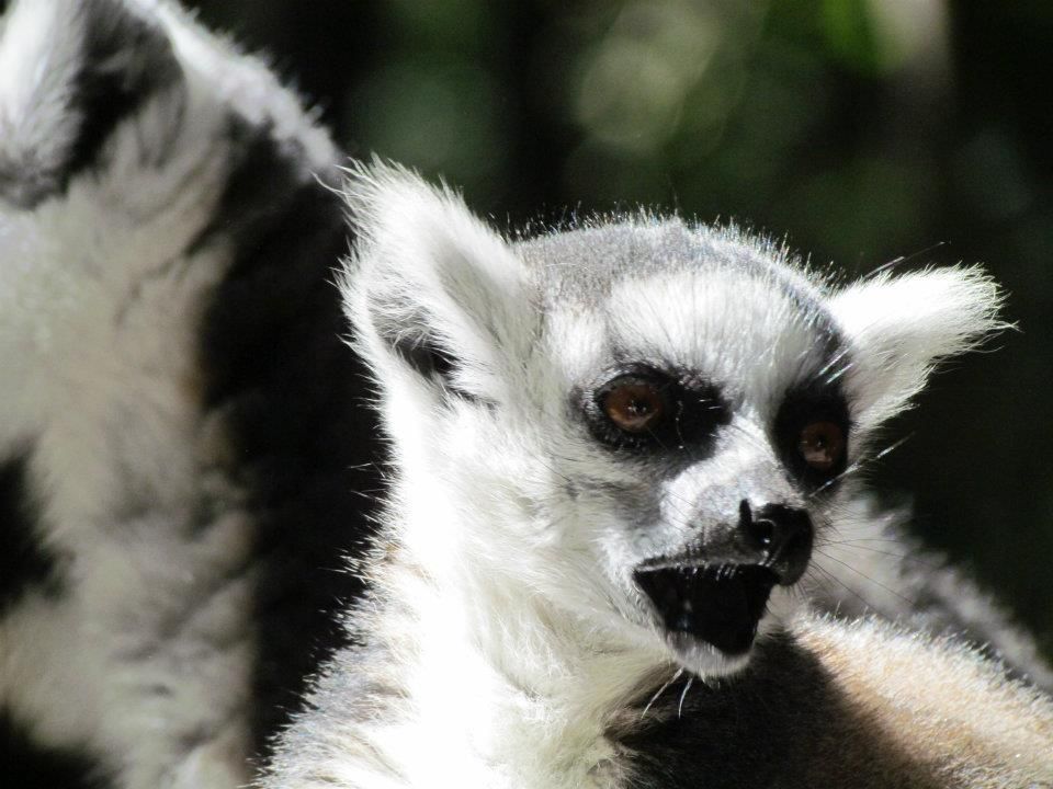 Photo of a lemur, taken in South Africa by me in 2012.