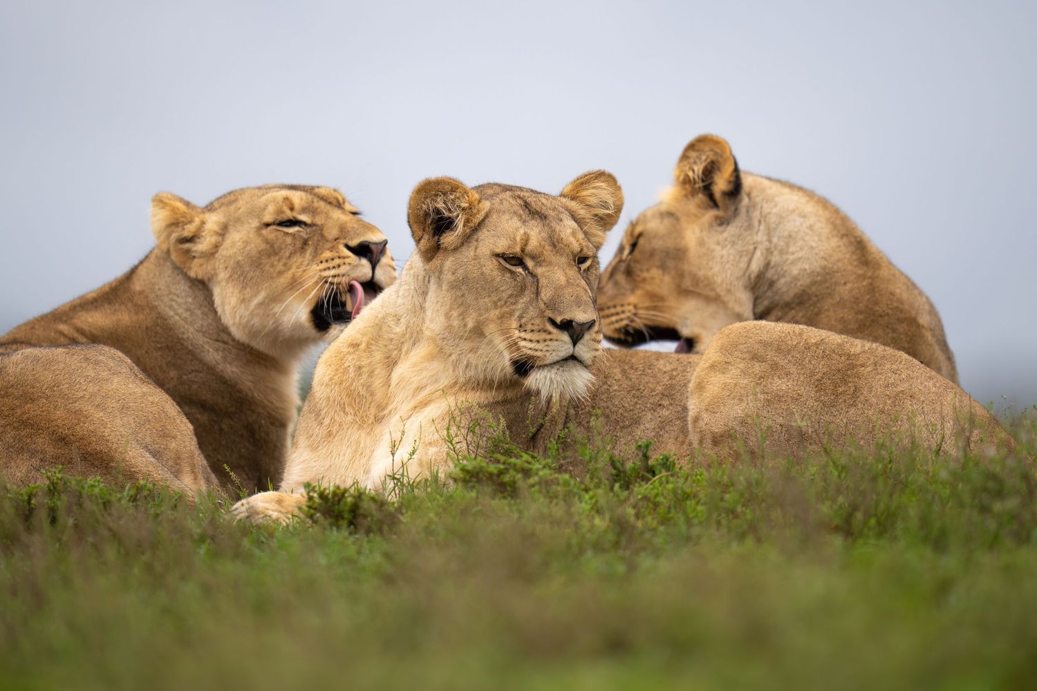 Pride of lionesses resting together on grassy hill.