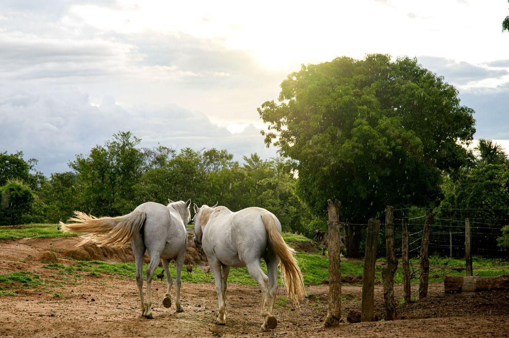 Two white horses grazing together in a rustic paddock at sunset.