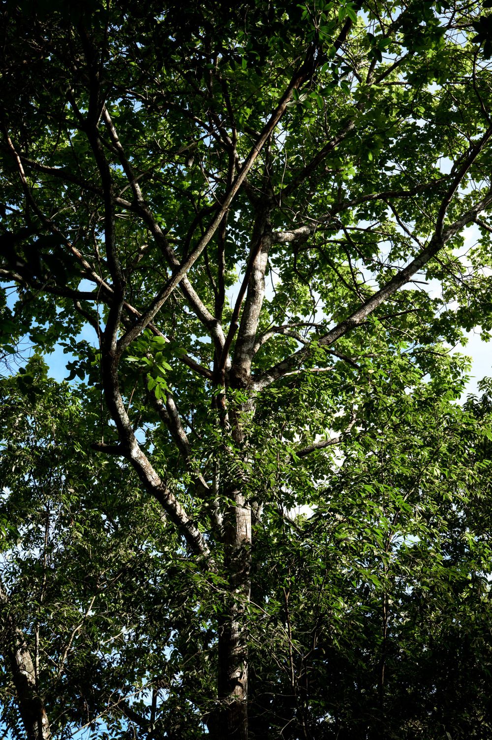 Tall green tree with spreading branches photographed from below against bright sky.