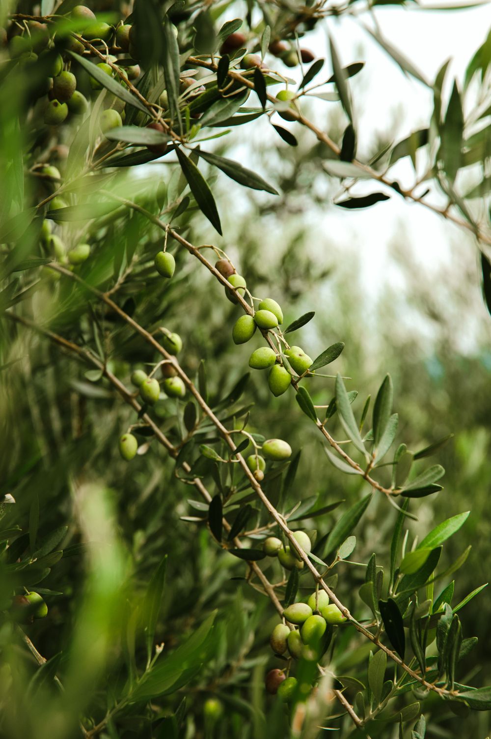 Close-up of fresh green olives growing on branches with soft bokeh background.