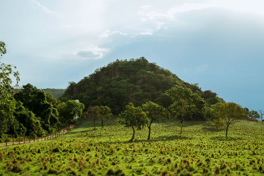 Rolling green hill with scattered trees under bright blue sky.