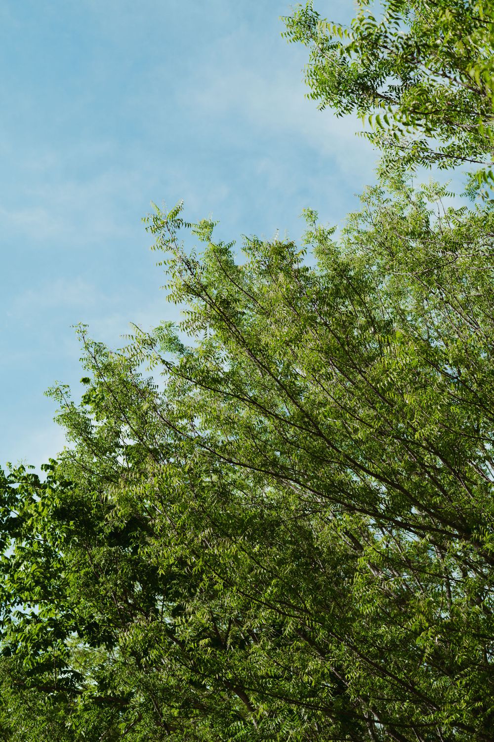 Green tree branches against bright blue sky with wispy clouds.