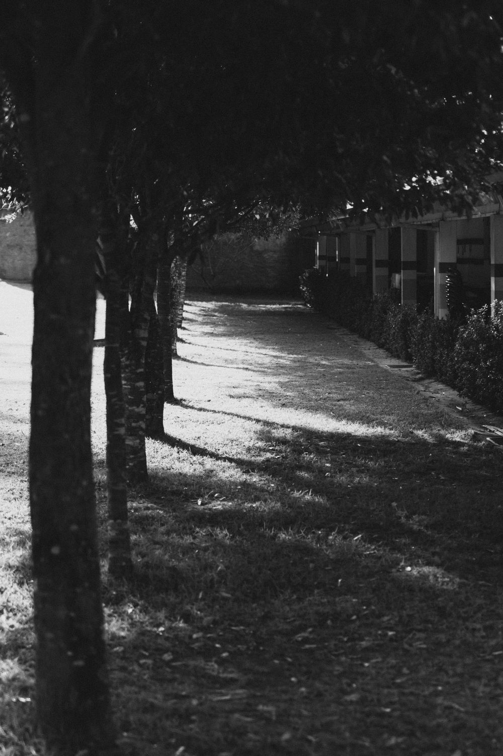 Black and white path lined with trees casting shadows on ground.