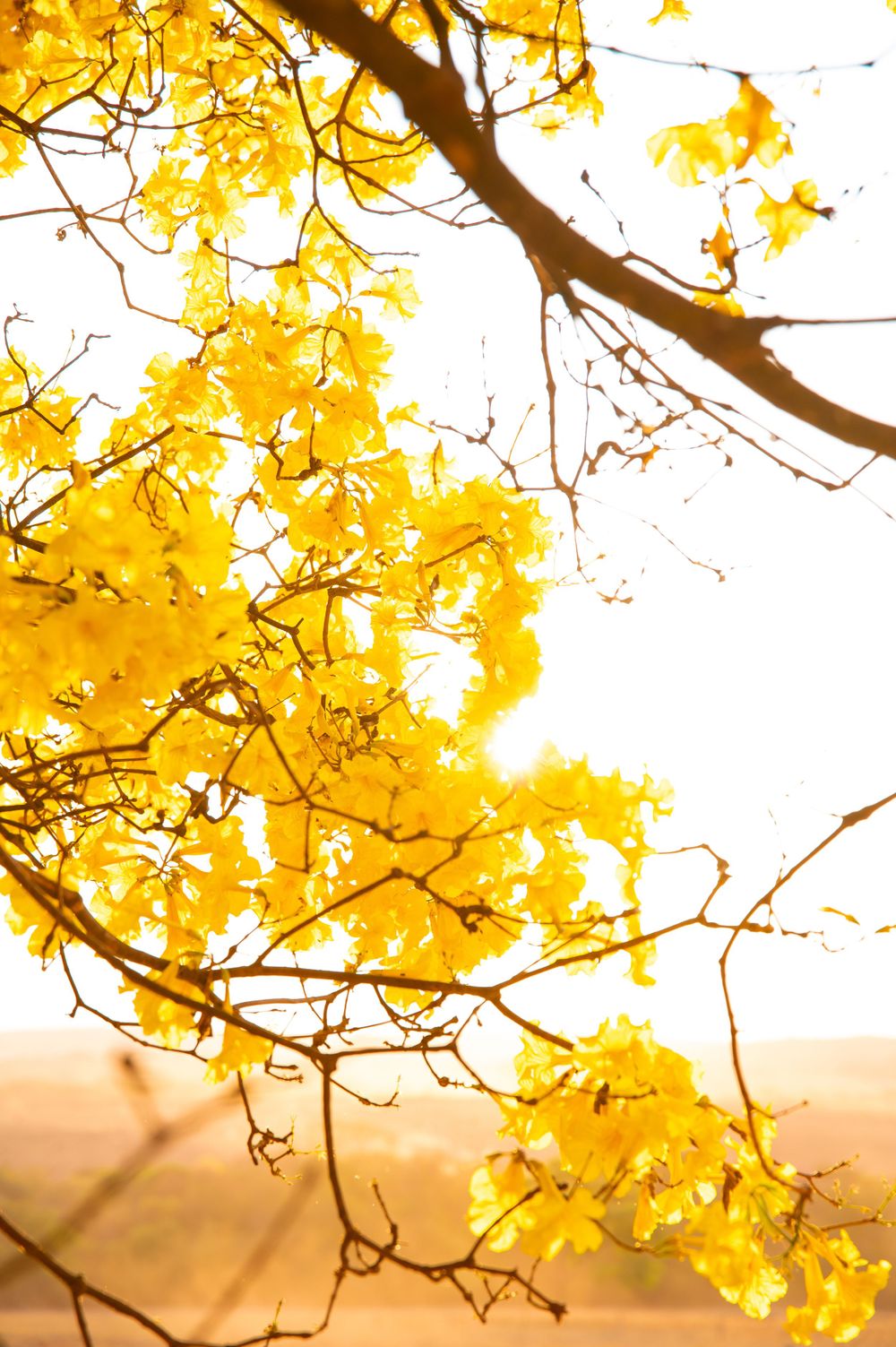Golden yellow autumn leaves glow in sunlight against tree branches creating a warm seasonal backdrop.