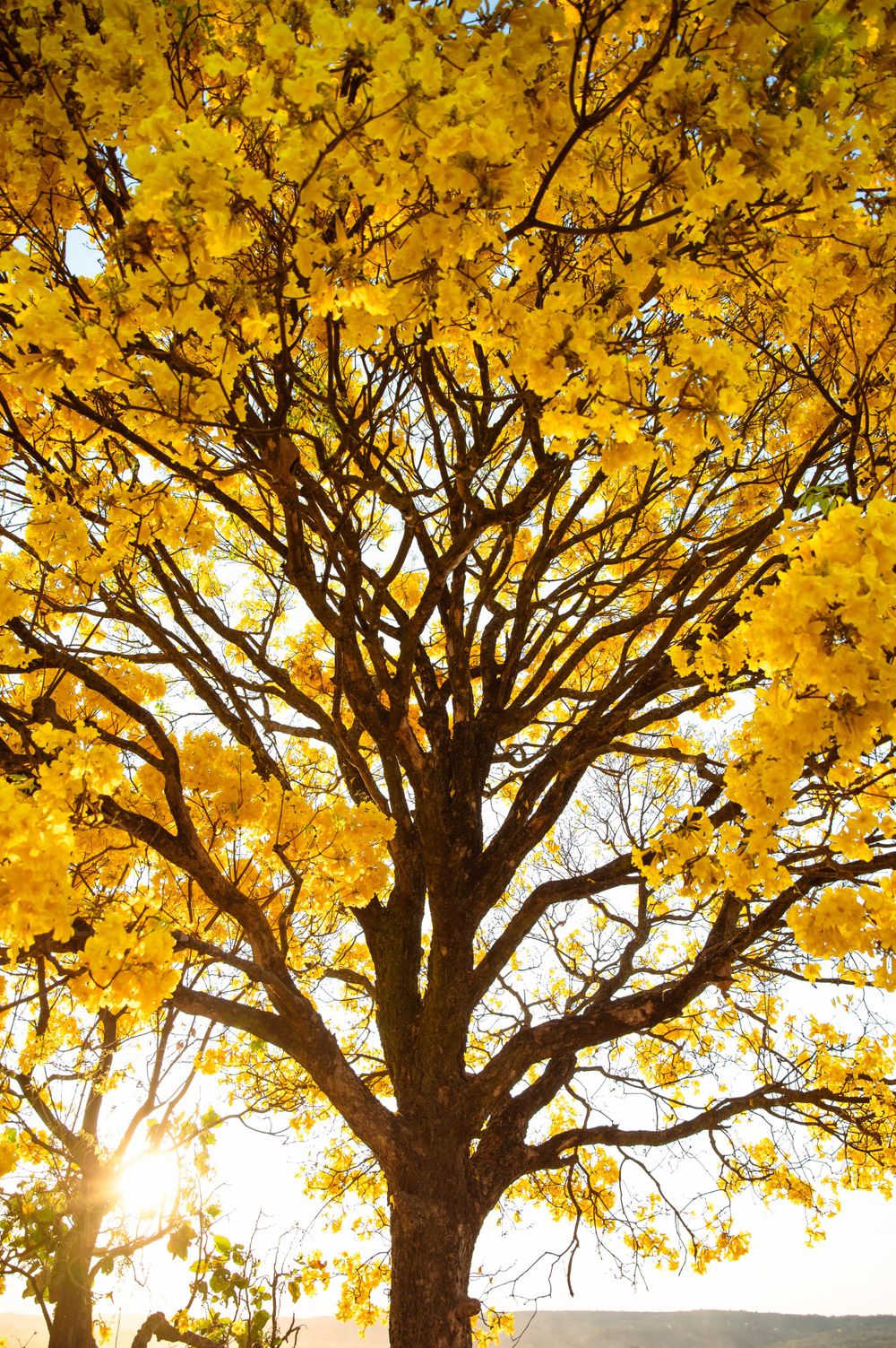 Majestic yellow maple tree with sunburst through branches during peak fall foliage.