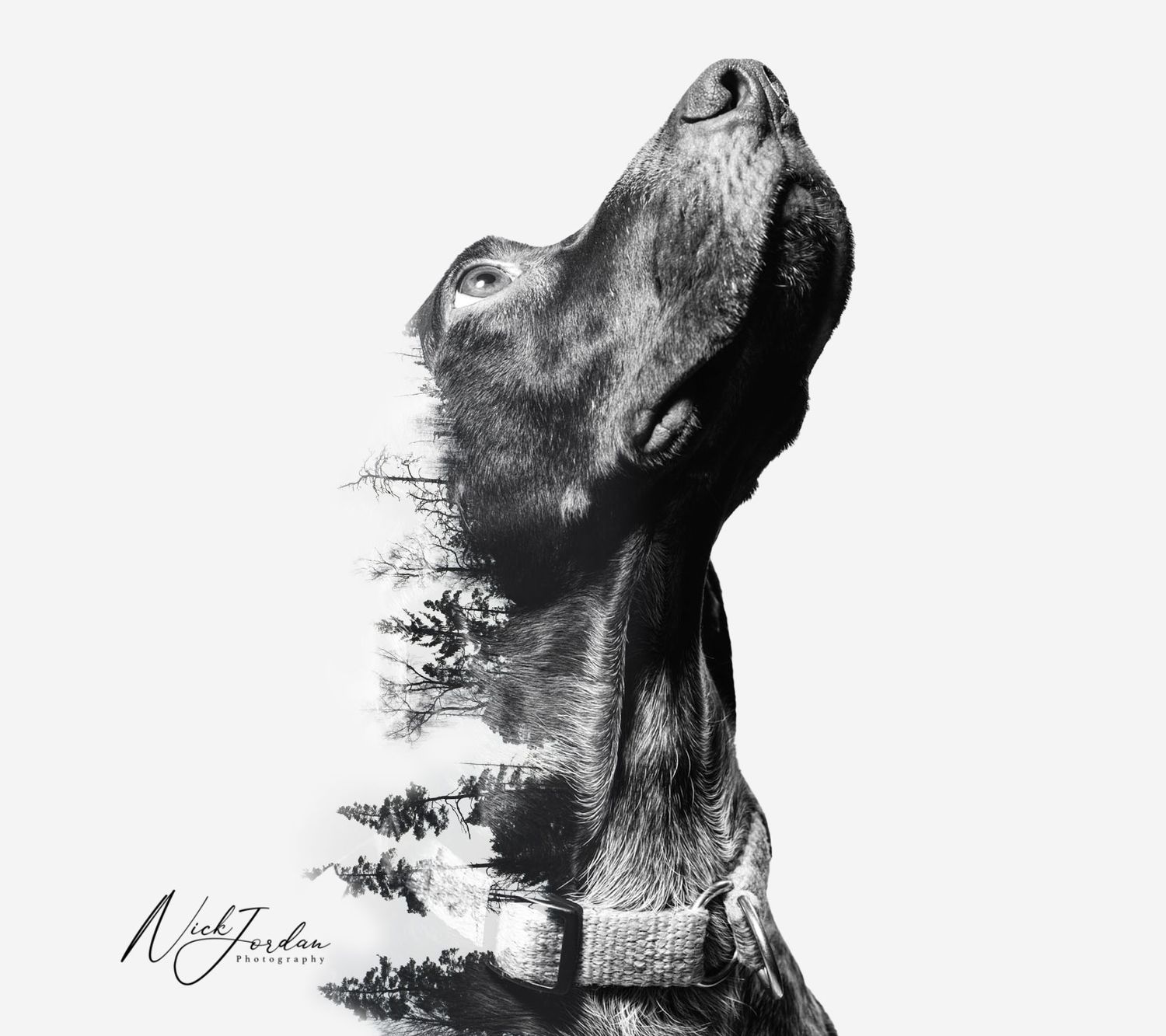 Double exposure art of a dog's profile merged with a forest landscape in black and white.