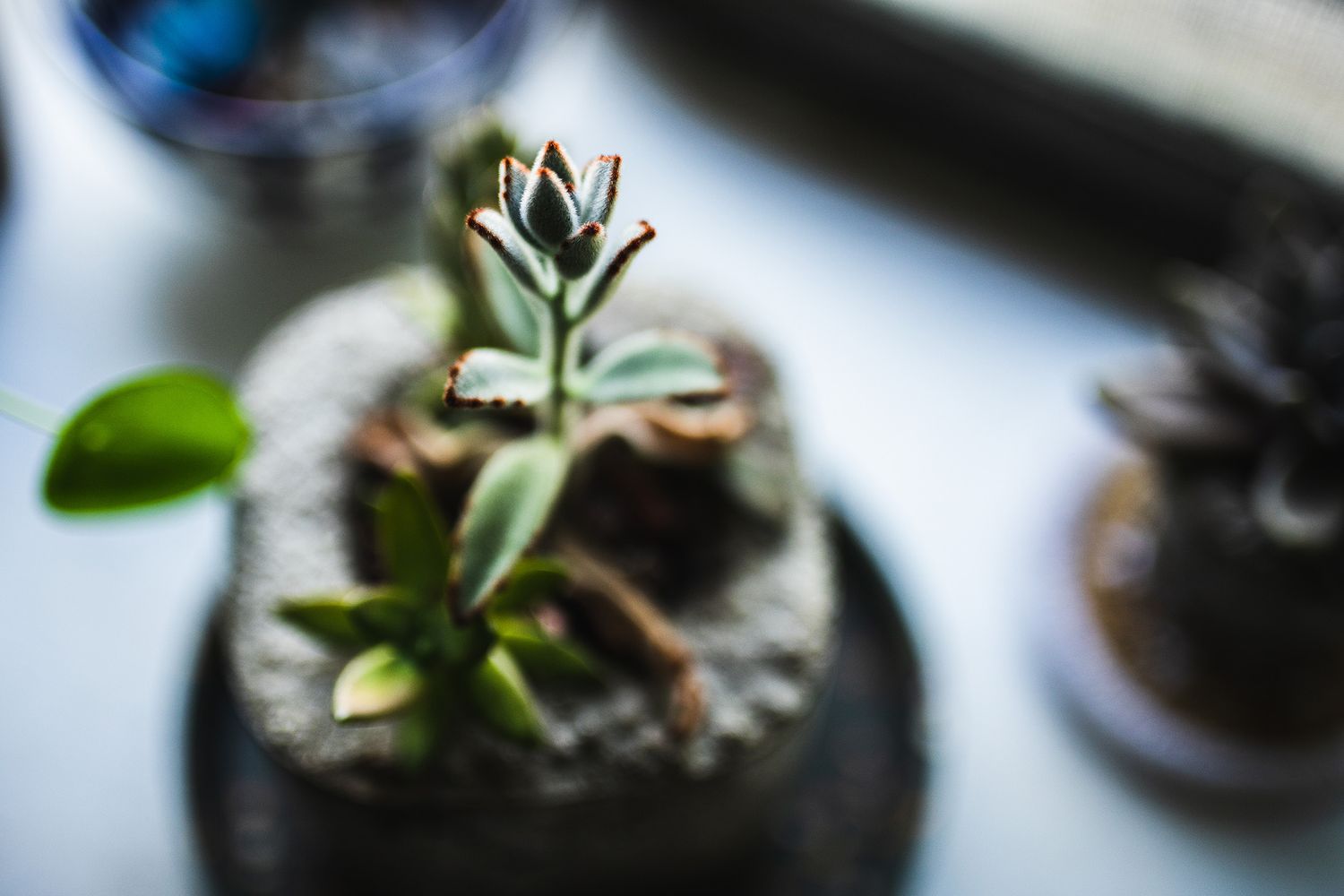 Small succulent plant growing in a dark pot, photographed with selective focus.