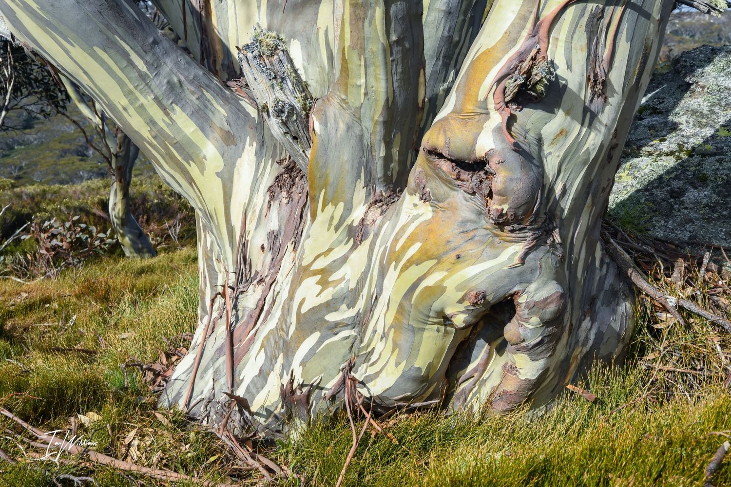 Snow gum