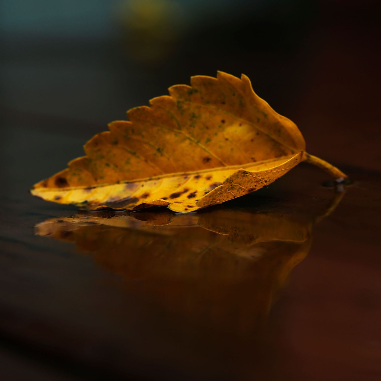 Autumn leaf with reflection in puddle of water. Still Life Photography