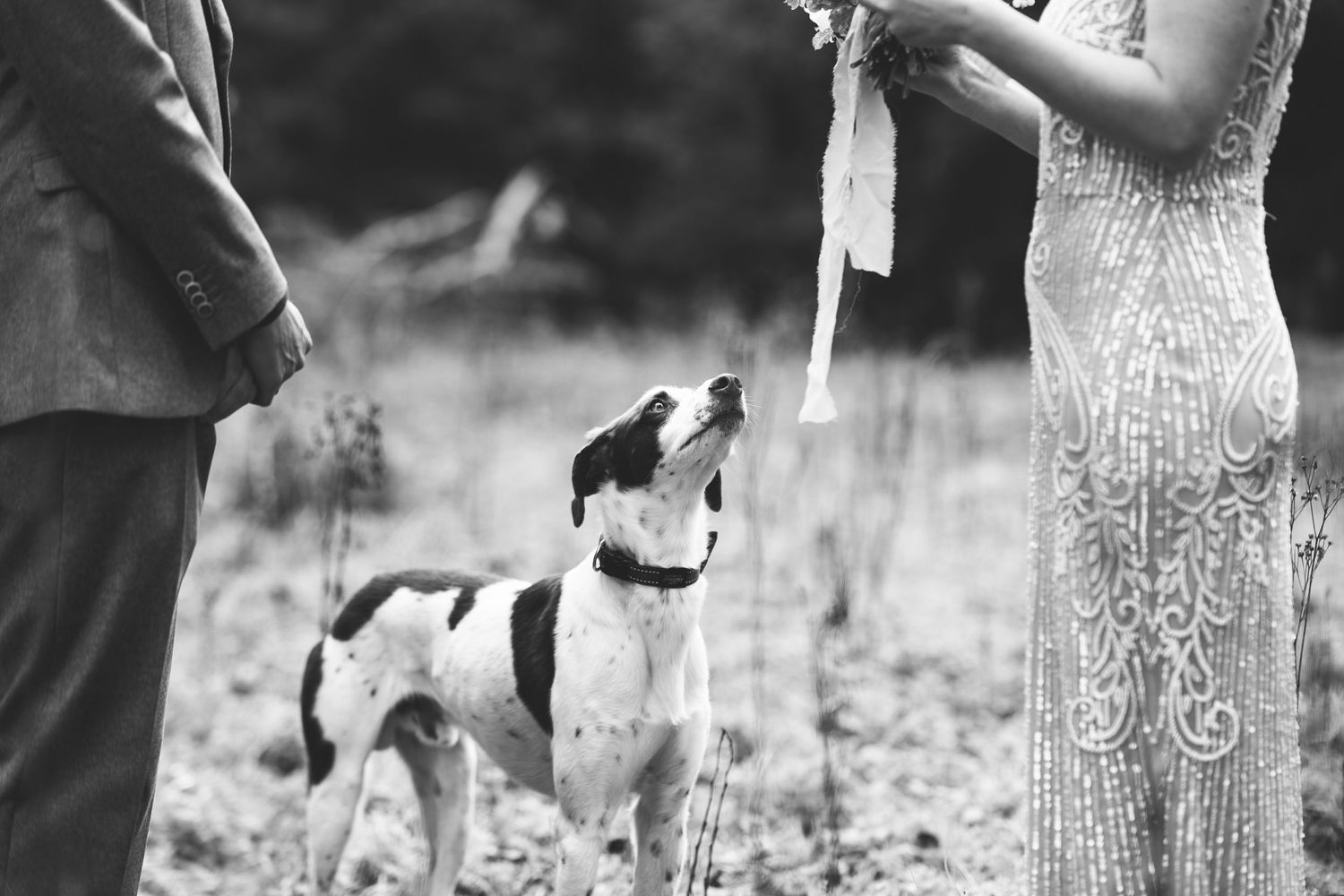 Hond op huwelijksshoot