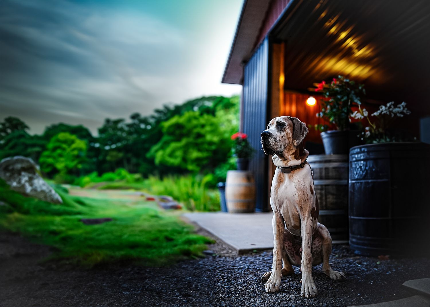 Great Dane standing on porch with dramatic lighting and green garden background.