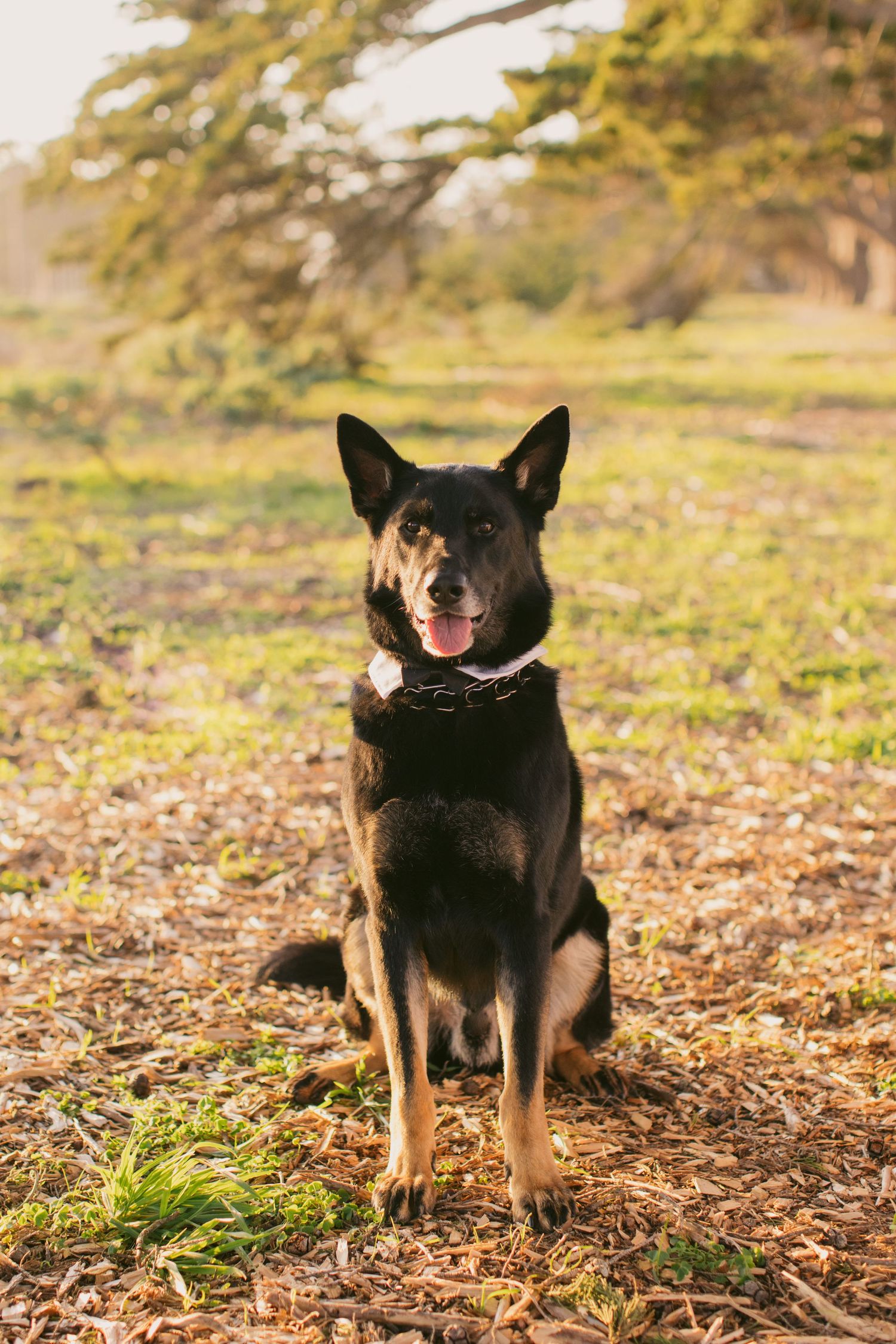 A black and tan shepherd dog sits alert in dappled sunlight under trees.