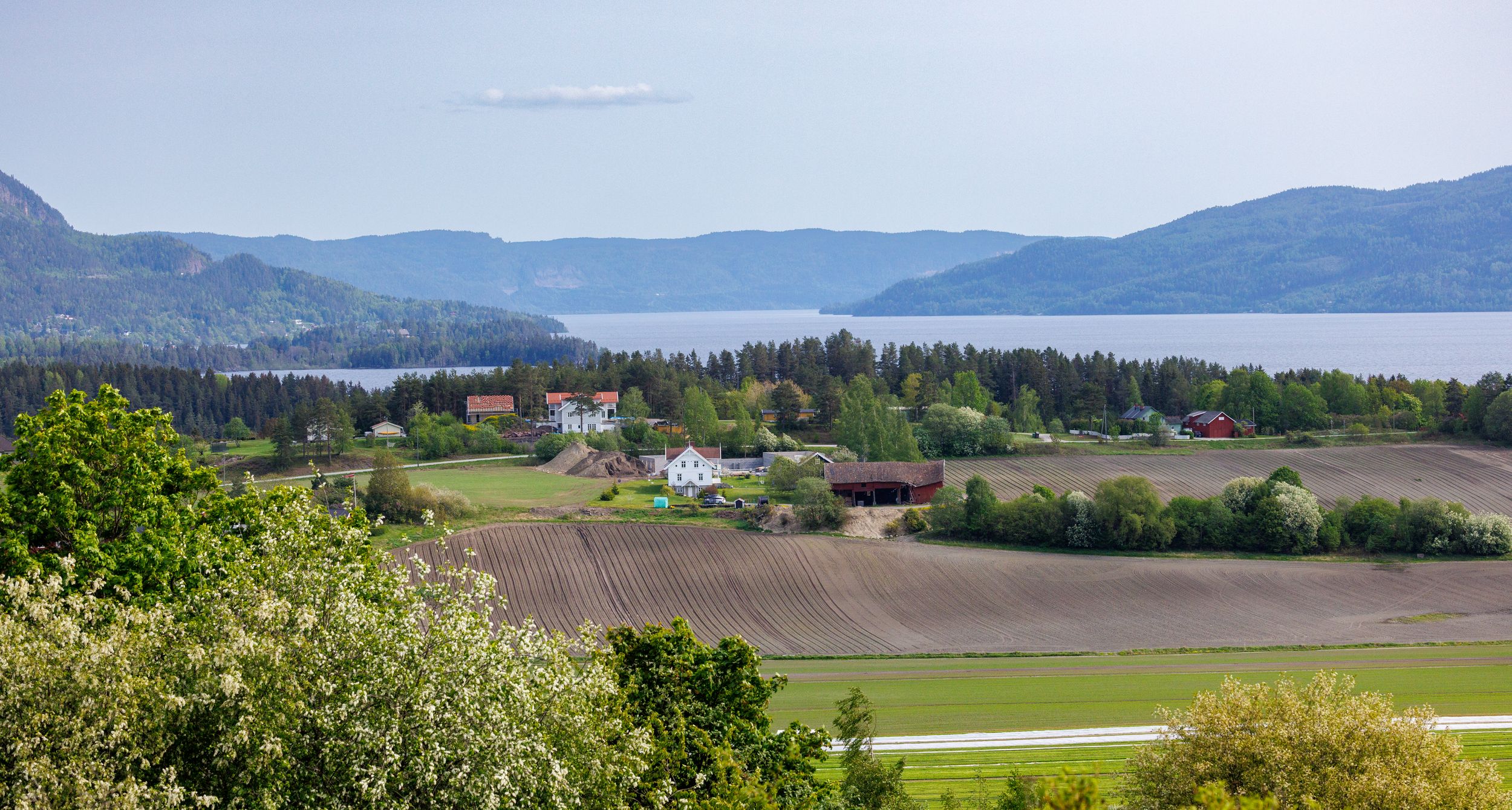 Røyse