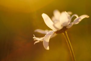 Blomst
