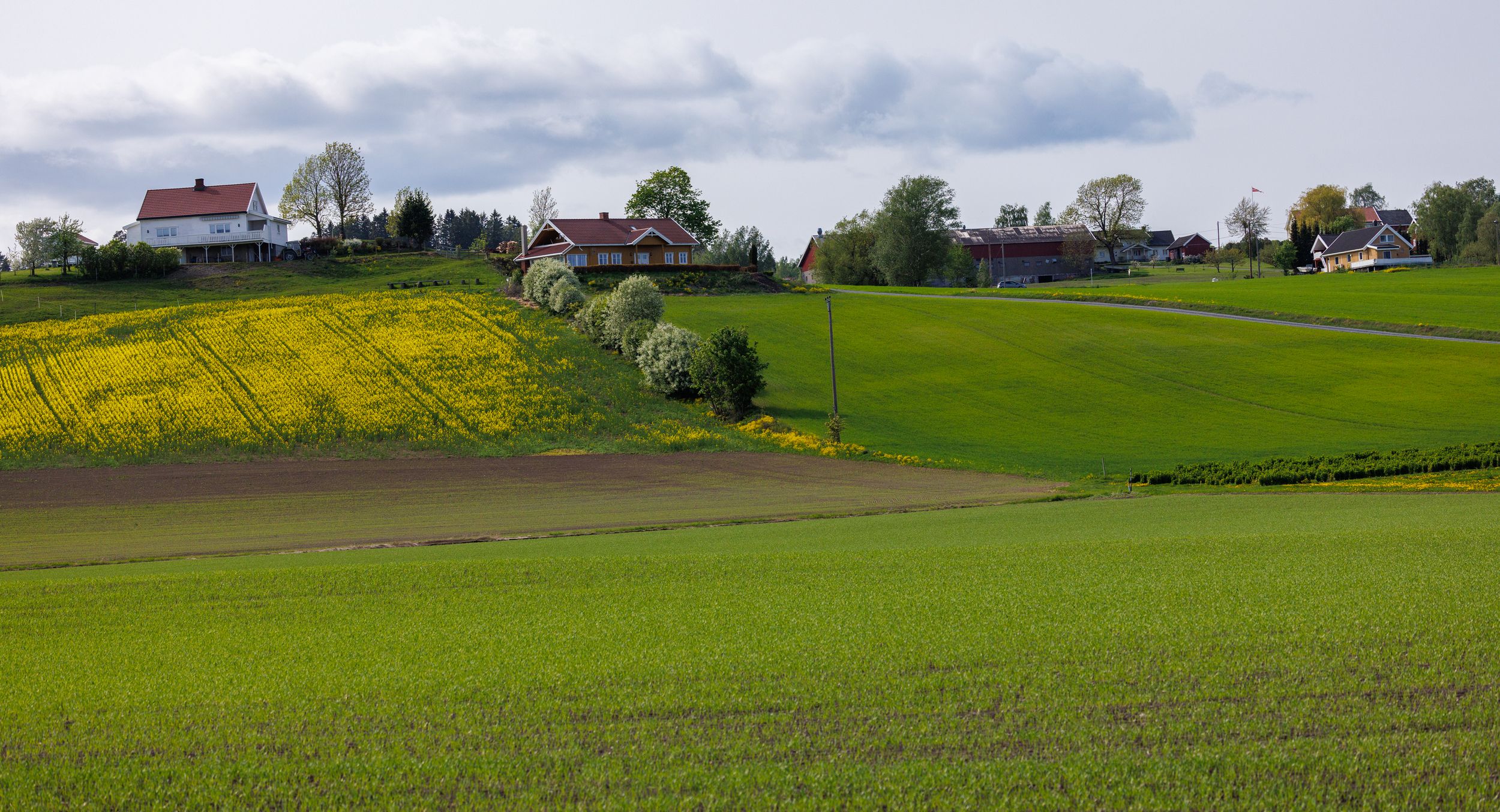 Røyse