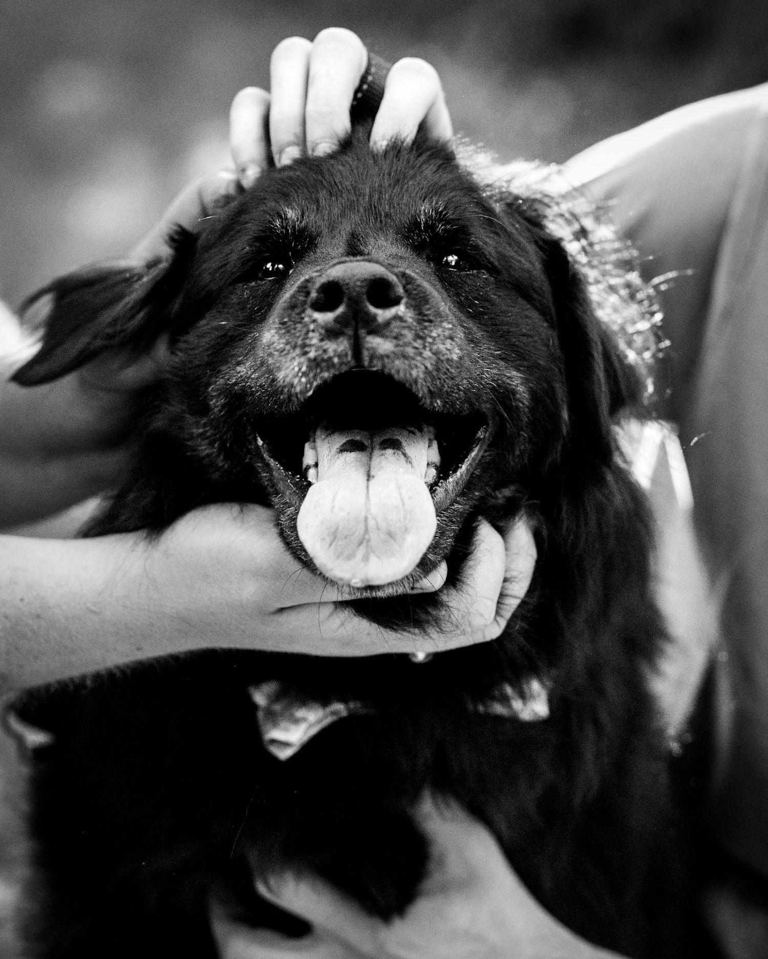 black and white photo of a close up of a black dog panting with four hands petting his head and chin