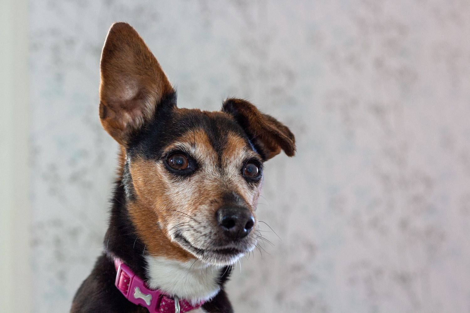 Dog Photography