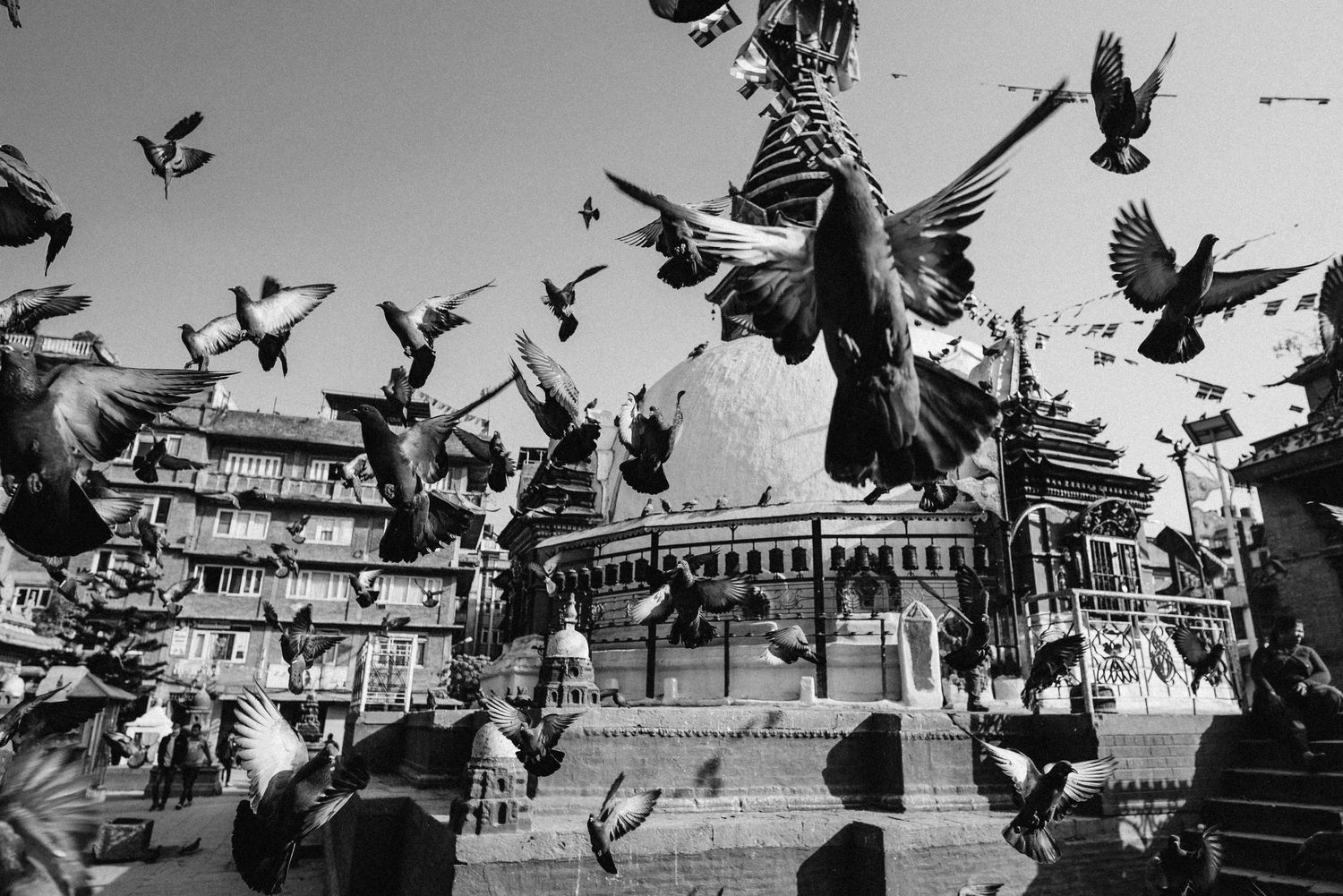 Black and white photo of pigeons in flight around a historic building with dramatic contrast.
